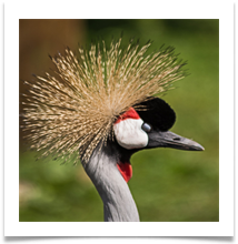African grey crested crane portrait (Martin Mere) - Richard Nicholls